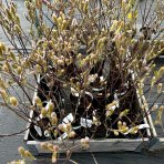 Vŕba štíhlopestíková (Salix gracilistyla) ´MOUNT ASO´® - výška 100-150 cm, kont. C4L